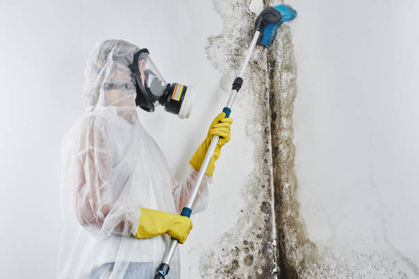 Best Mold Remediation for Specific Building Types in Youngstown, OH