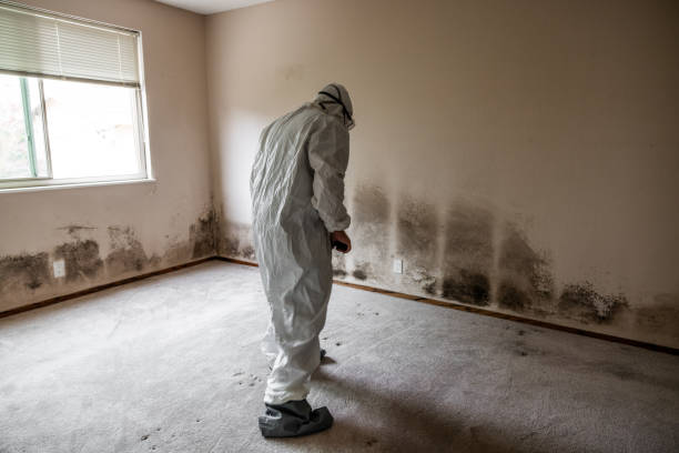 Best Commercial Mold Remediation in Youngstown, OH
